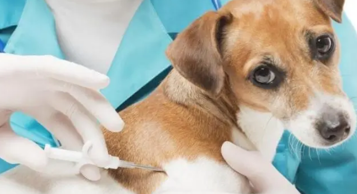 狗狗打疫苗的种类和疫苗接种时间？(图2)