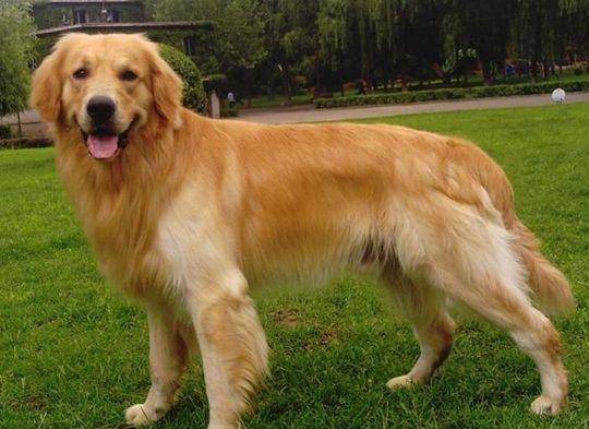 边境牧羊犬金毛哪个好养？不仔细比对还难到中,选择(图2)