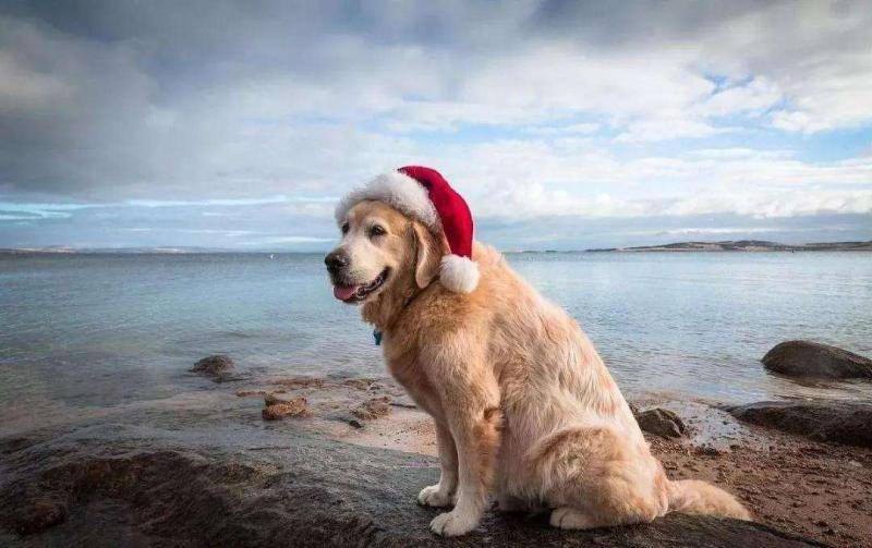 边境牧羊犬金毛哪个好养？不仔细比对还难到中,选择(图3)