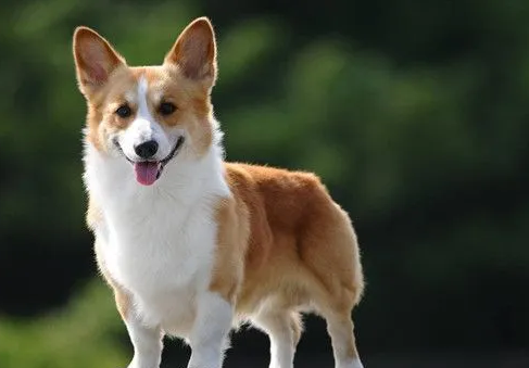 主人怎么样才能给宠物做身体体检(图1)