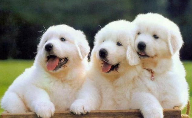 狗狗螨虫病是什么呢原因过多的？(图1)