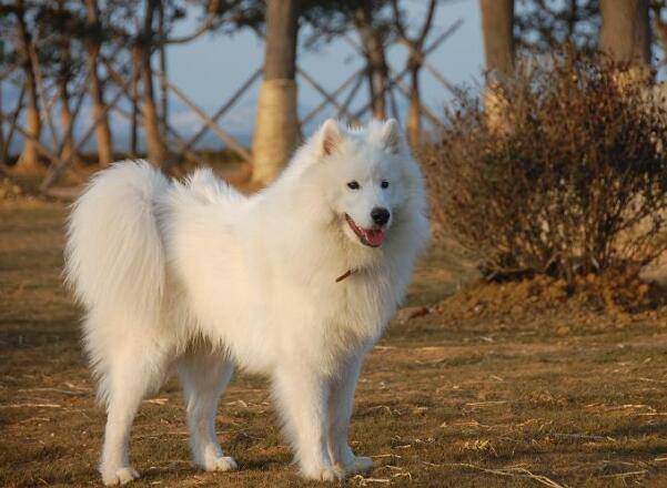 阿拉斯加犬有几种颜色？不最常见的一种的有这个(图1)