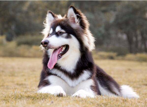 阿拉斯加犬有几种颜色？不最常见的一种的有这个(图2)