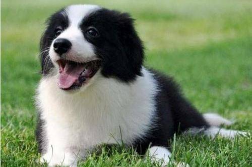 边境牧羊犬都属于有什么犬种 还不是很清楚可以不看看吧(图2)