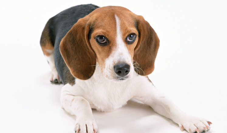 狗狗狂暴闻脚是什么呢原因(图2)