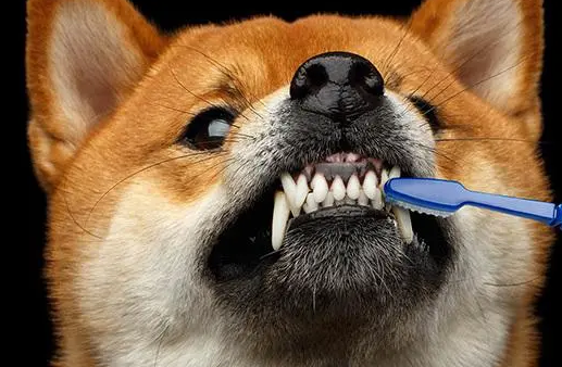 宠物牙周炎的诱因有都有哪些 宠物牙周炎该咋冶疗(图1)