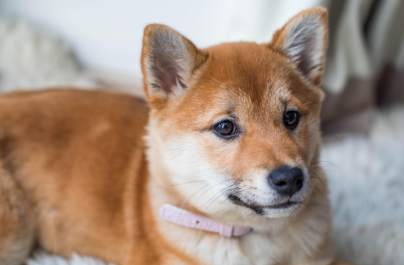 宠物牙周炎的诱因有都有哪些 宠物牙周炎该咋冶疗(图2)