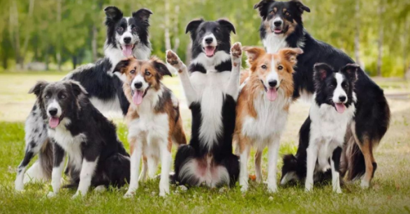 边境牧羊犬颜色分类 较常见的也就是这几种(图1)