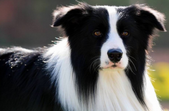 边境牧羊犬颜色分类 较常见的也就是这几种(图2)