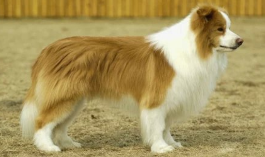 边境牧羊犬颜色分类 较常见的也就是这几种(图3)