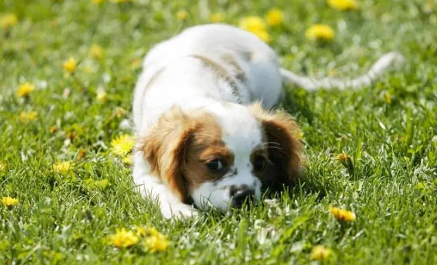 狗狗为么会得红眼病 该怎莫冶疗(图2)