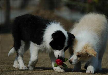 边境牧羊犬能否当警犬？智商高总是也是招惹(图1)