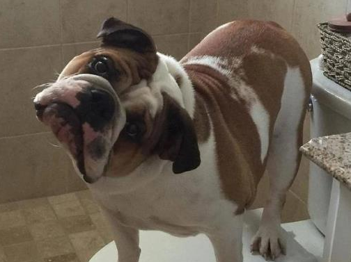 宠物“歪头杀”很可爱的？警觉这是前庭症候群！(图1)