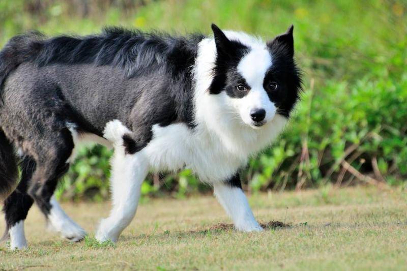 边境牧羊犬能斗过狼吗？这样的话差别高下立判(图3)