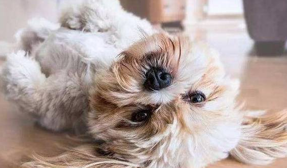 狗狗吃食狼吐虎咽不慢慢咀嚼 当心点酿成大祸(图1)