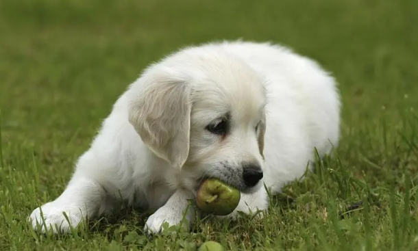狗狗吃食狼吐虎咽不慢慢咀嚼 当心点酿成大祸(图2)