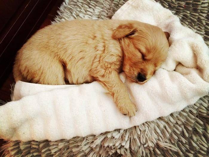 金毛算大型犬吗？家犬中这个可以算规模很大(图2)