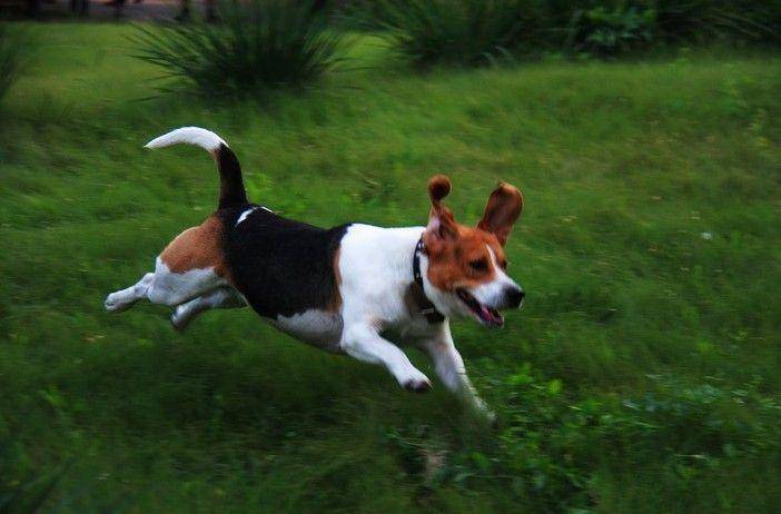 比格犬的训练？好方法都并非一蹴即至(图2)