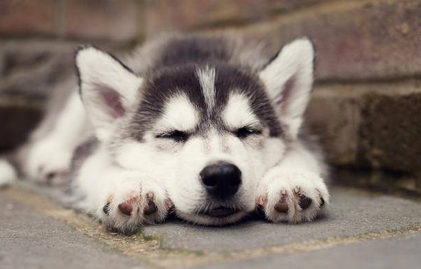 狗狗便便臭是怎么回事啊,狗狗便便臭的4种原因与建议(图1)