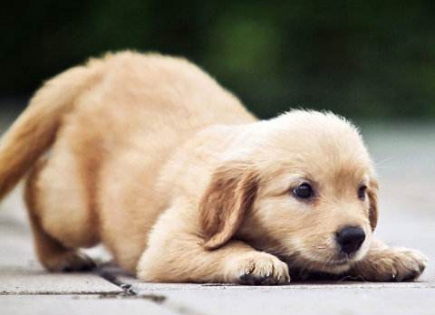 小狗能冲澡吗？那样的话不能操作才正确的(图1)