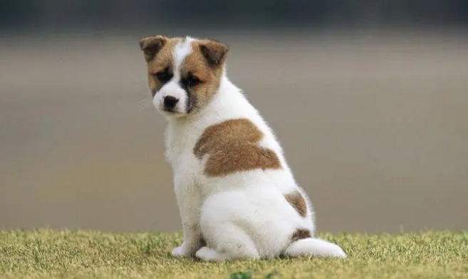 狗狗血型有哪些 狗狗输血要特别注意什么(图1)