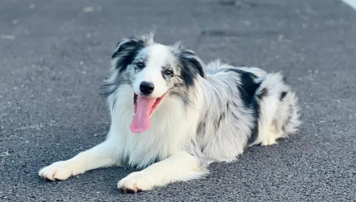 狗狗血型有哪些 狗狗输血要特别注意什么(图2)