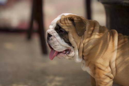 斗牛犬咋驯？鲜为人知的一些事(图1)