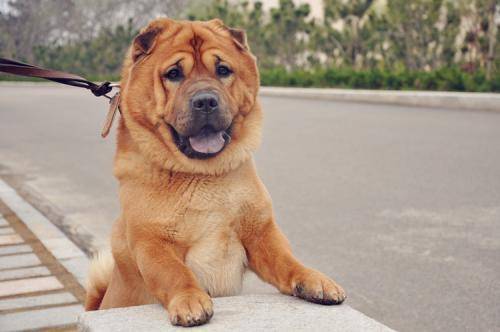 斗牛犬咋驯？鲜为人知的一些事(图2)