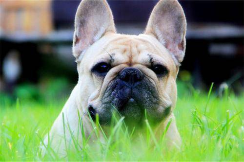 斗牛犬咋驯？鲜为人知的一些事(图3)