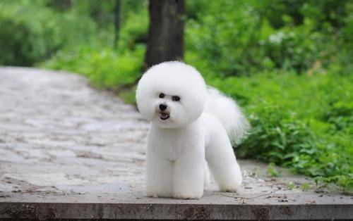 怎样训练什么比熊犬？那些方法让它们更老实听话(图1)