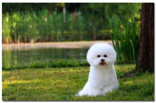 怎样训练什么比熊犬？那些方法让它们更老实听话(图3)