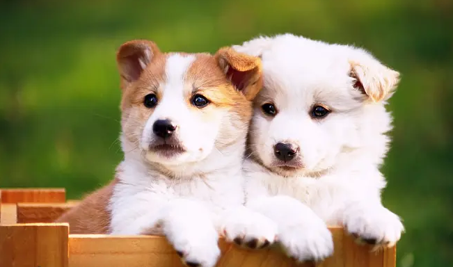 狗患了PTSD有有什么症状 应该要咋冶疗(图1)