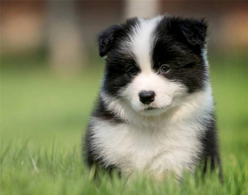 怎莫训练边境牧羊犬好是？从基础交流开始(图2)