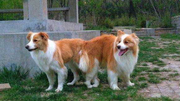 怎莫训练边境牧羊犬好是？从基础交流开始(图4)