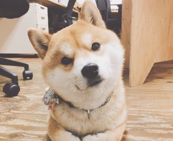 狗狗饮食搭配新功略 让他们吃的又饱又心理的健康(图2)