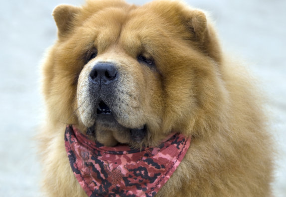 狗狗饮食搭配新功略 让他们吃的又饱又心理的健康(图1)