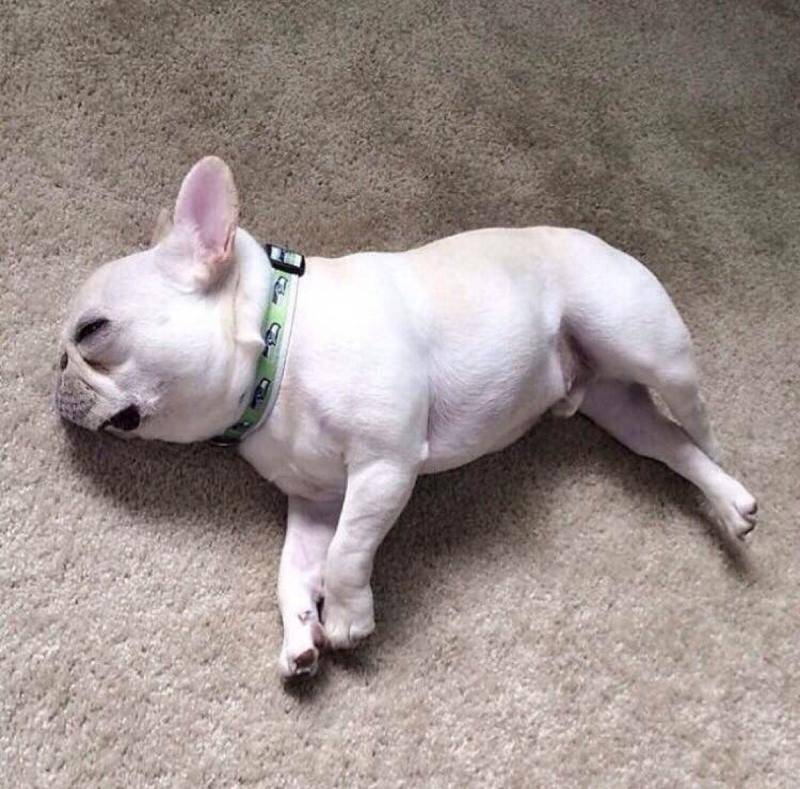 斗牛犬该如何鹅？以有什么形式斗牛(图2)