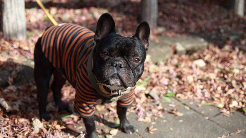 斗牛犬该如何鹅？以有什么形式斗牛(图1)