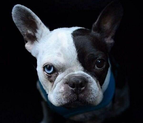 斗牛犬该如何鹅？以有什么形式斗牛(图3)