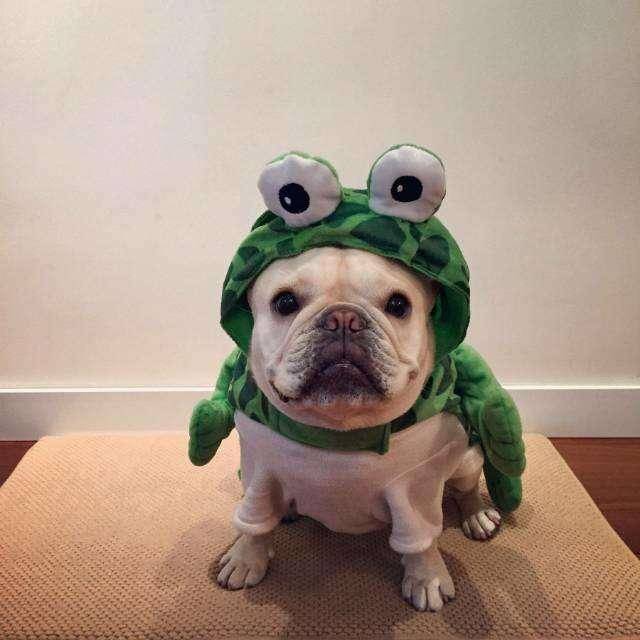 斗牛犬该如何鹅？以有什么形式斗牛(图4)