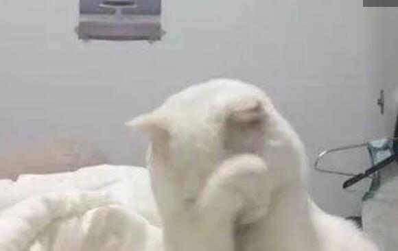 奶奶猛力扶着一只大肥猫 而猫一脸不高兴 网友得到消息原因后直接笑喷(图1)