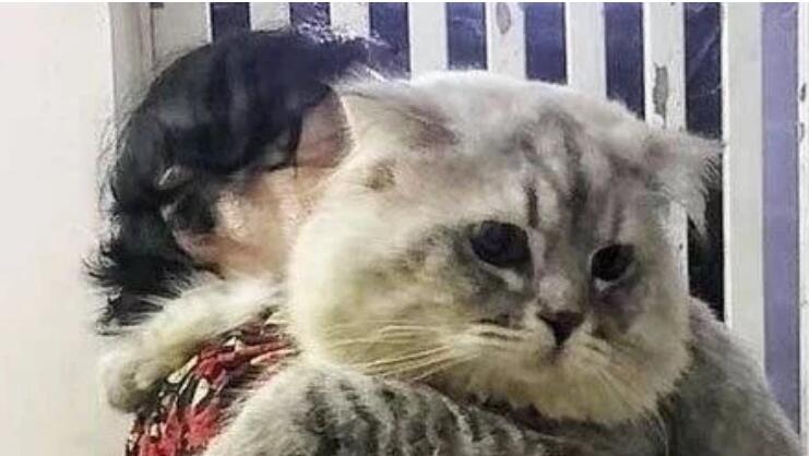 奶奶猛力扶着一只大肥猫 而猫一脸不高兴 网友得到消息原因后直接笑喷(图3)