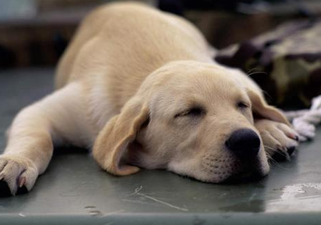 狗狗耳螨用下硫磺皂洗吗？来看一下吧(图1)