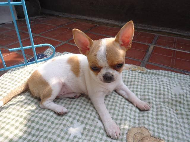 吉娃娃比较喜欢主人的表现 它们是怎么表达的？(图1)