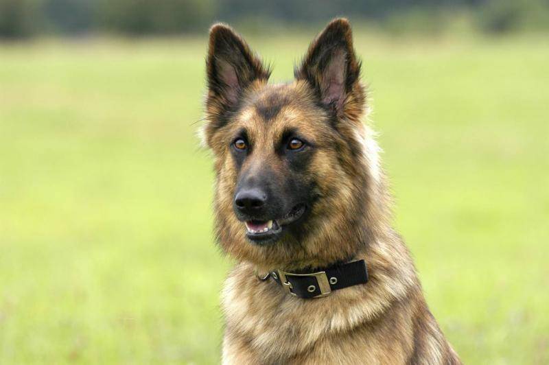 德牧和边牧哪个好？重点哪个你很喜欢(图3)