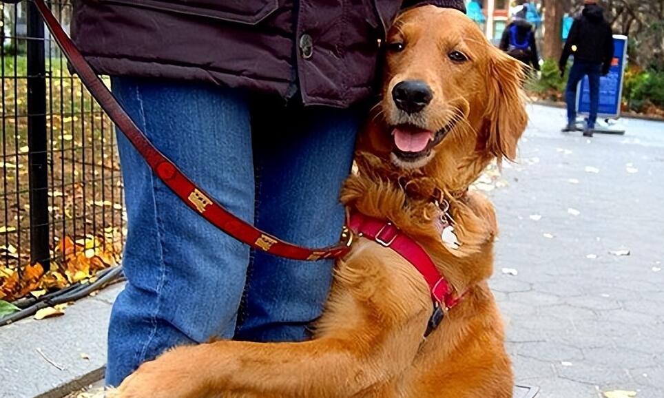 这5大癖好 千万不能说家里狗狗沒有！完全没有不当替罪羊的狗(图2)