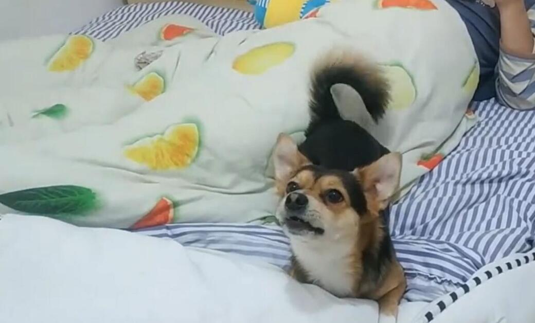 这5大癖好 千万不能说家里狗狗沒有！完全没有不当替罪羊的狗(图1)