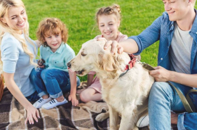 该如何婉拒陌生人摸自己的狗狗?(图1)