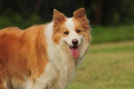 边境牧羊犬为么禁养 那些常识你要清楚(图2)