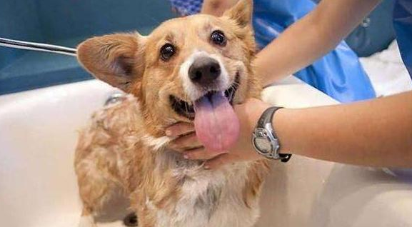 在这种不正确的的時间给狗狗洗澡 是在损害到他们(图1)